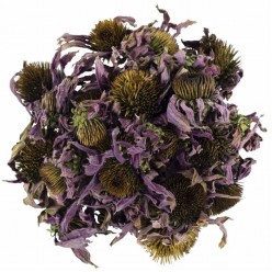EKİNEZYA ÇİÇEĞİ 40 GR
