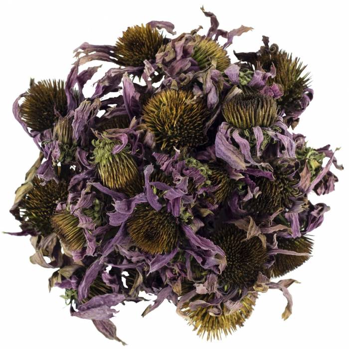 EKİNEZYA ÇİÇEĞİ 40 GR