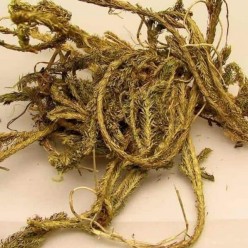 KURT PENÇESİ 30 GR